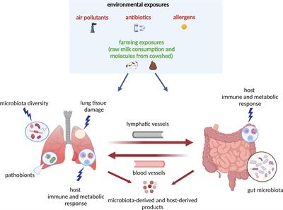 Microbial dysbiosis and childhood asthma development: Integrated role of the airway and gut microbiome, environmental exposures, and host metabolic and immune response